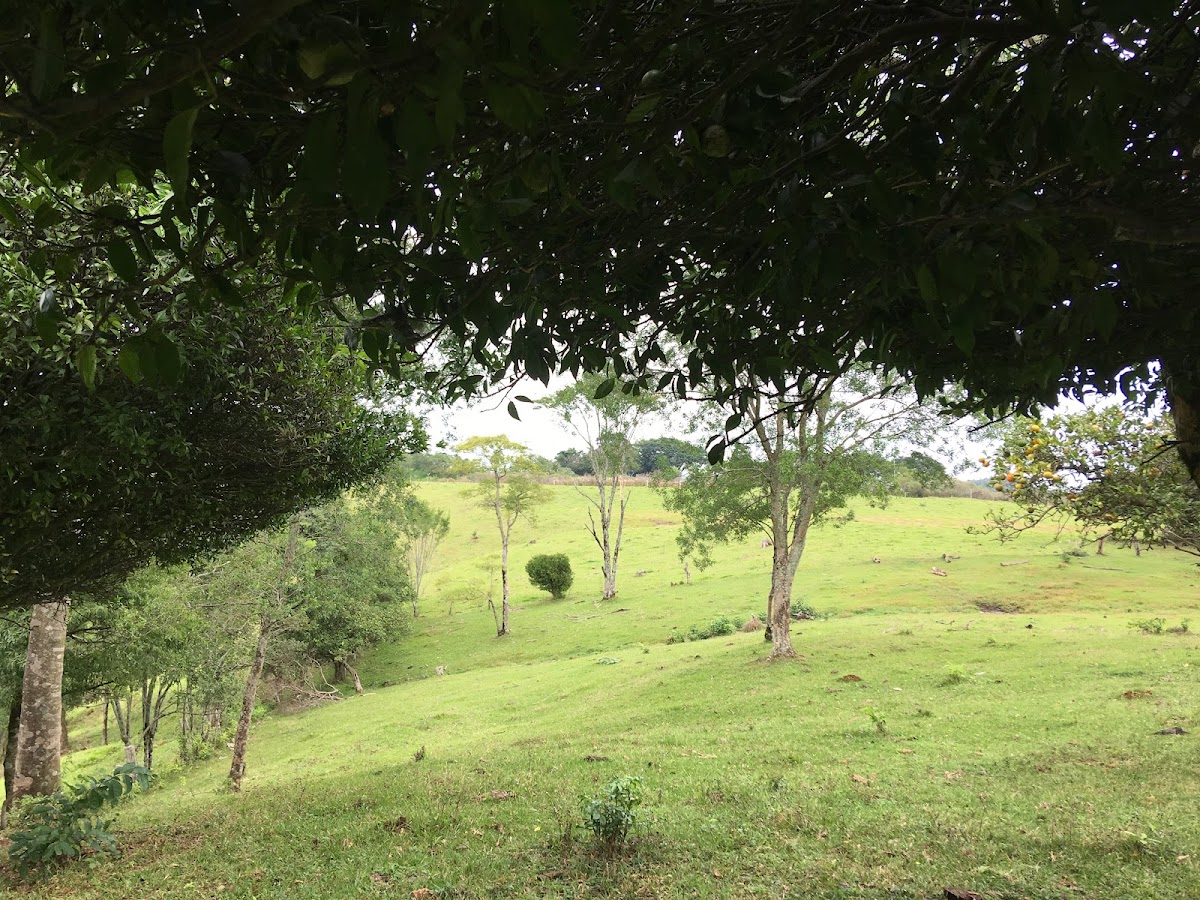 Tele Lanches Nova Hartz